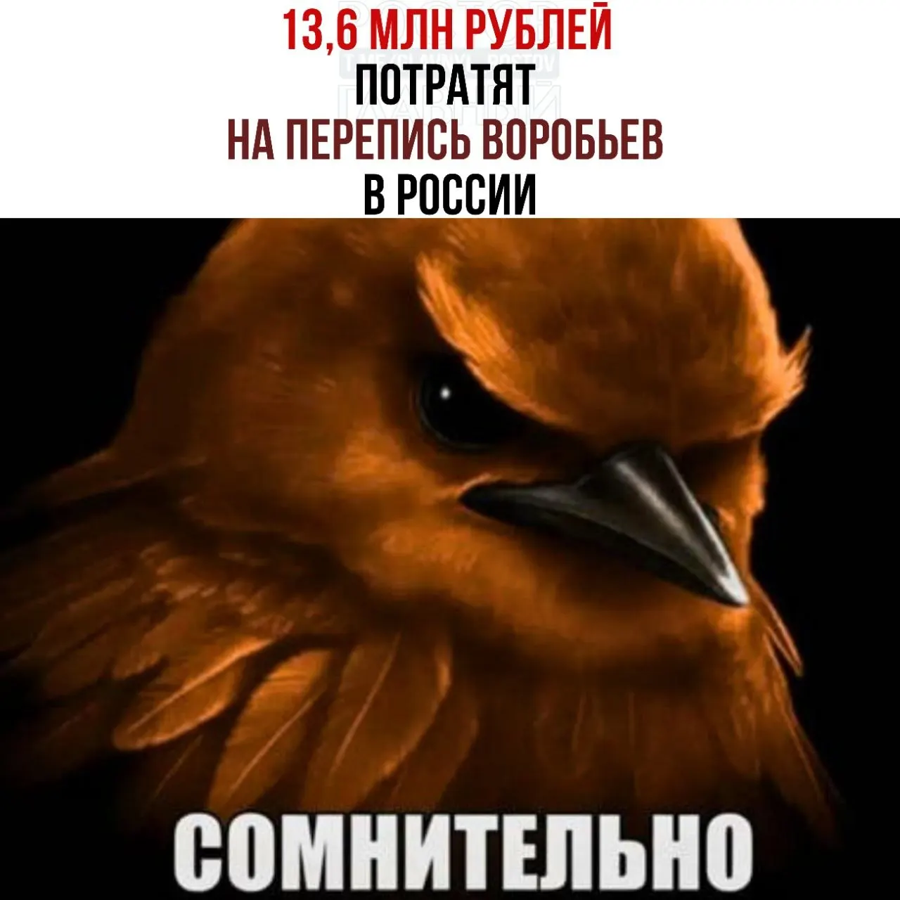 На перепись птиц выделено 13,6 млн рублей; участие открыто всем желающим, перепись пройдёт летом и зимой 2027 года в 66 регионах.