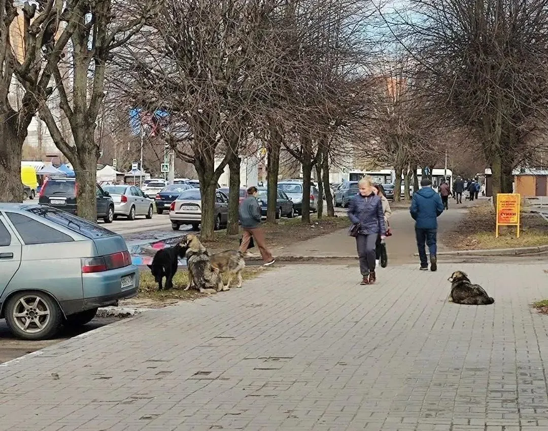Расследование касается бюджета на содержание бездомных животных и помощи детям, выплаты которым обещаны, а траты на животных продолжаются.