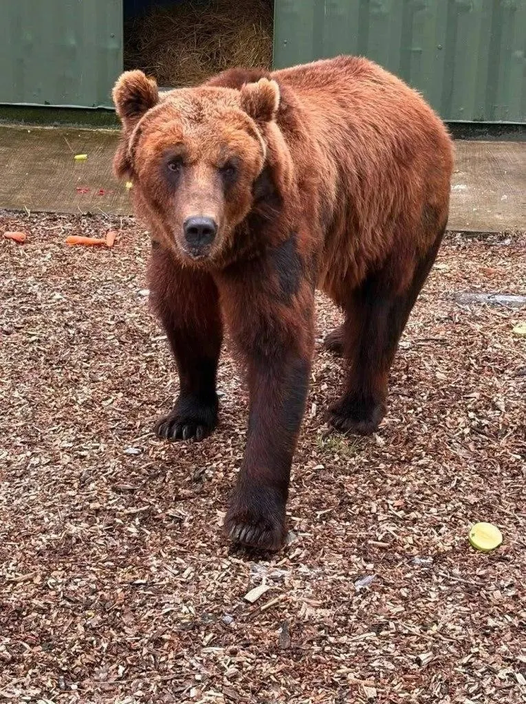 Бу и Тяпа переехали в заповедник Wild Ireland. Перелет прошёл через Москву и ОАЭ, после чего звери обосновались в карантинном вольере и начали новую жизнь.