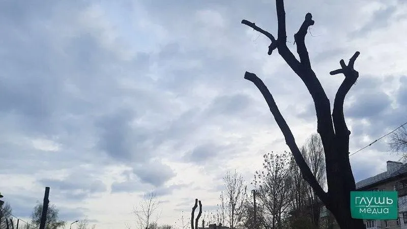 В Кировском районе Саратова объявлен тендер на омолаживающую обрезку и спил деревьев возле ЛЭП. Контракт оценивается в три миллиона рублей, работы должны завершиться к концу октября 2026 года.