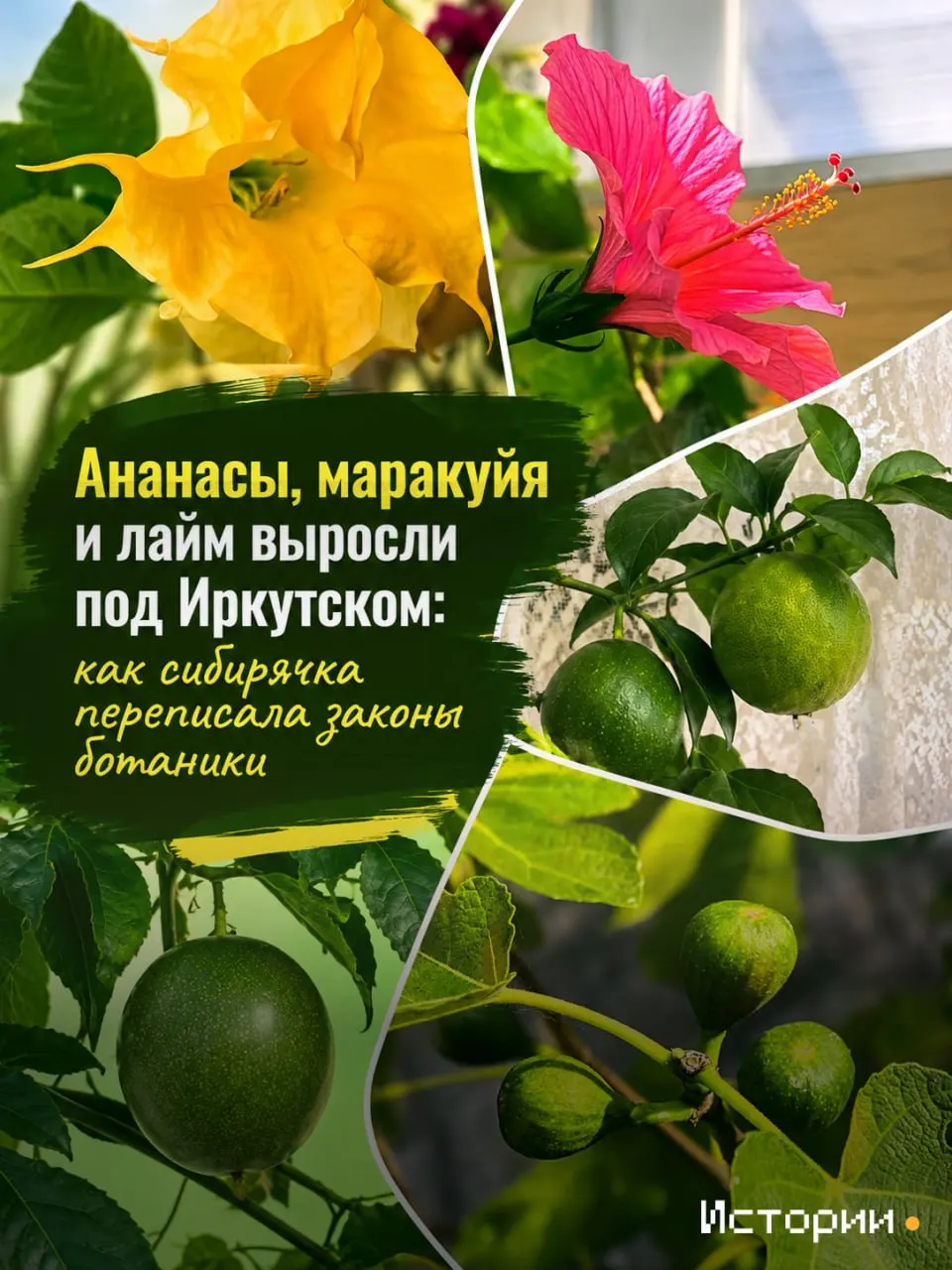 Климат Сибири не помеха тропическим культурам: история частного садоводства в Иркутской области.