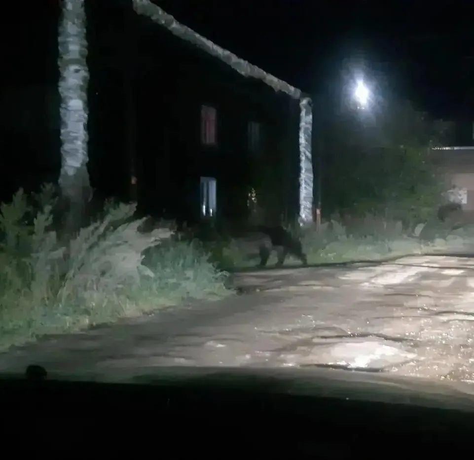 Вечером зверь вышел на улицы жилого района; на место прибыли охотоведы и полиция, но работу помешали жители, снимающие происходящее. На следующий день животное было застрелено.