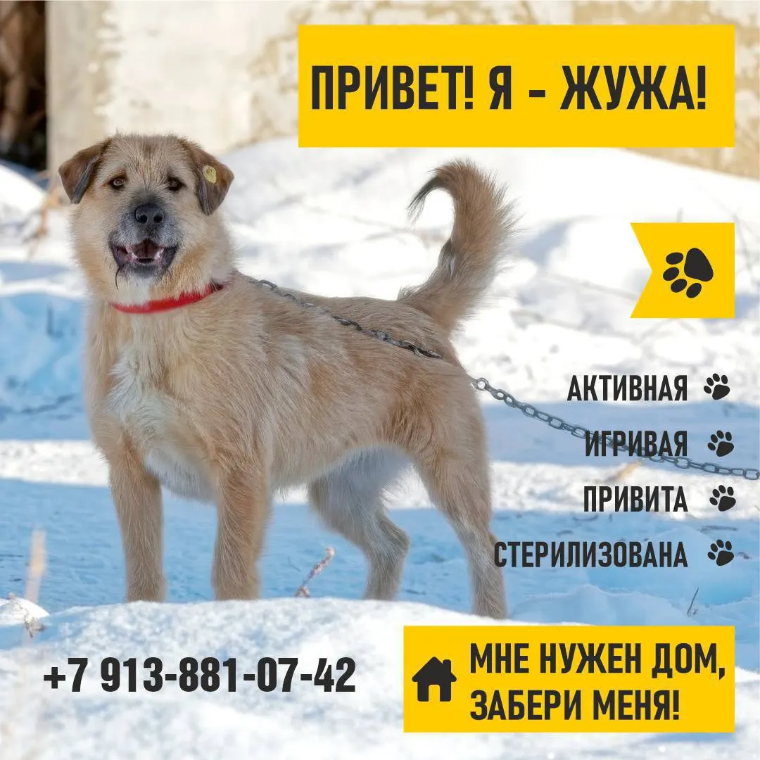Городская администрация делится историями бездомных животных в официальном канале, чтобы помочь им найти любящих хозяев.