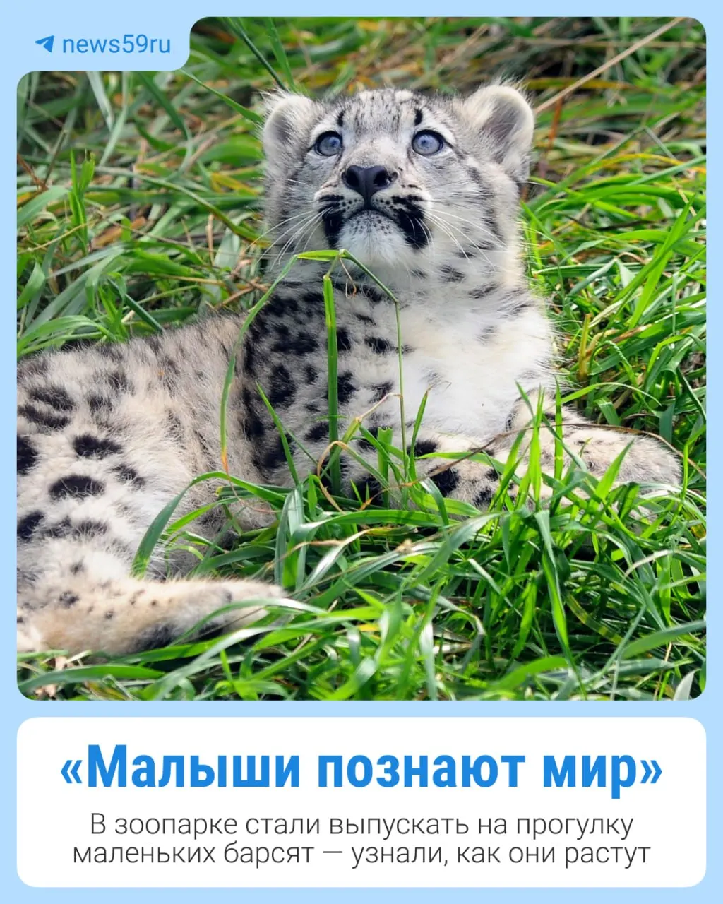 В этом году в зоопарке родились три малыша снежного барса: мальчик Полюд и его сестры Вишера и Колва подросли и впервые вышли на улицу вместе с мамой.