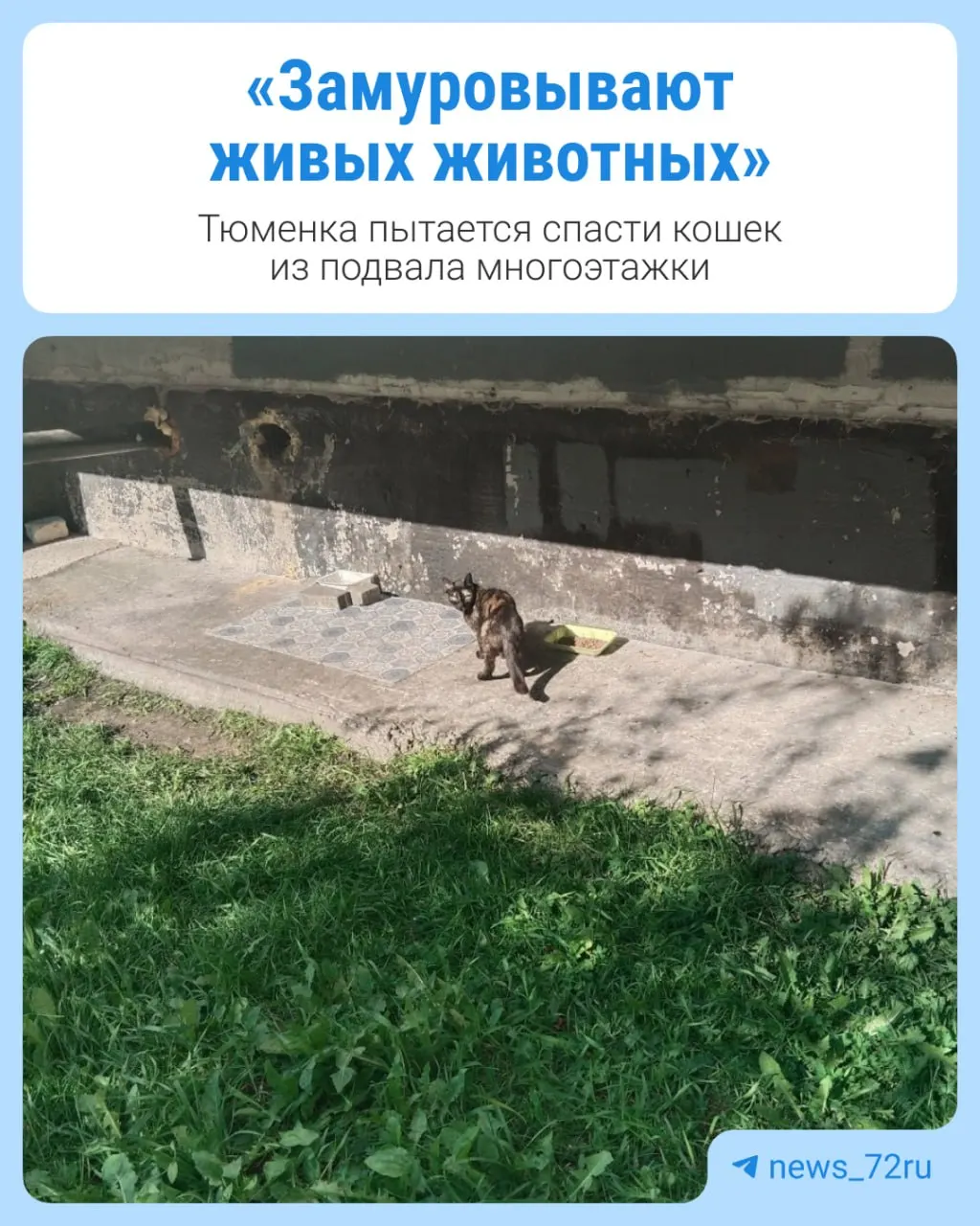 В Тюменской области жильцы обнаружили котят, оказавшихся больными после закрытия отверстий в подвале. Четверых передали на лечение; мать и ещё одного котёнка ищут. Помочь можно обратившись к Светлане.