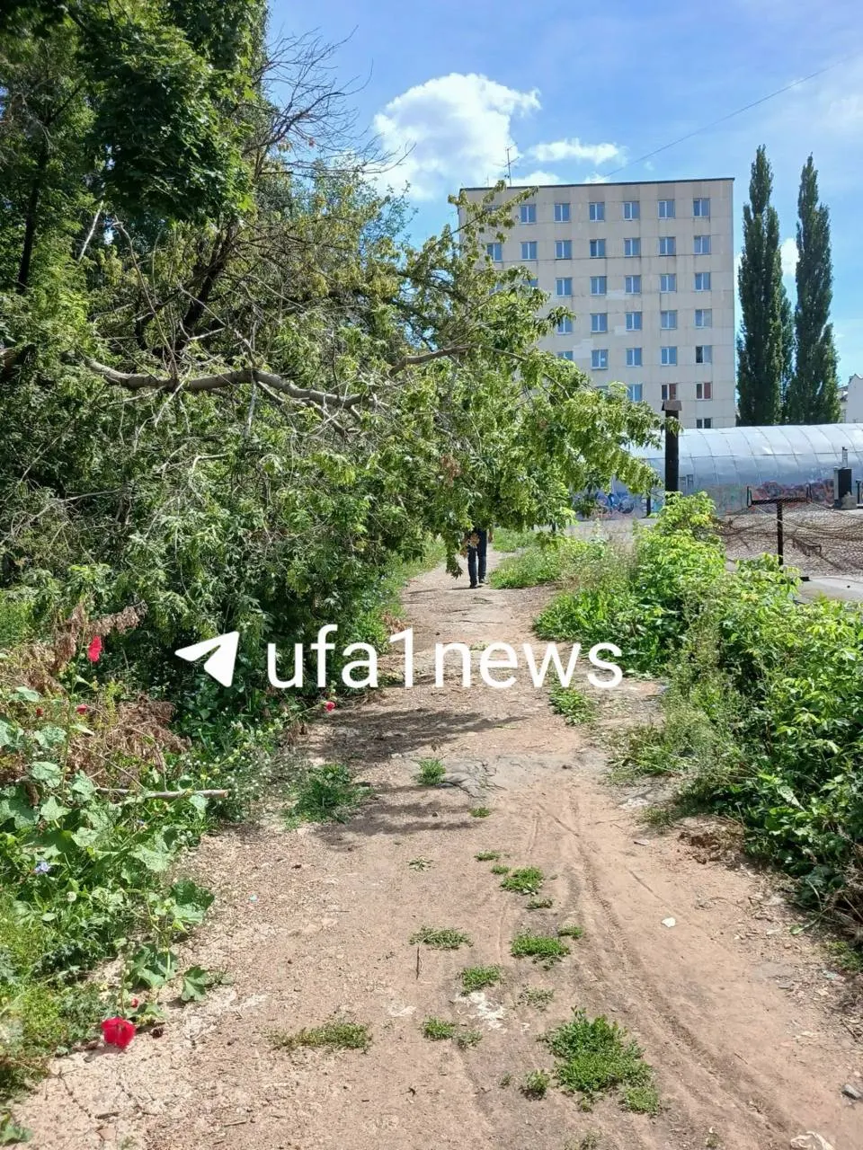 Жители жалуются на заросший участок и дерево, которое может упасть возле образовательных учреждений; власти обещают работы, но сроки неизвестны.