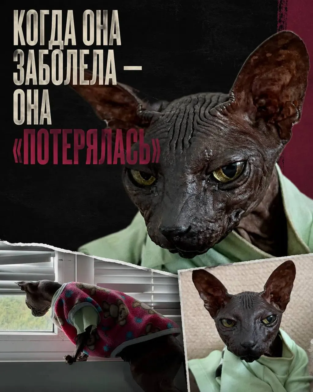 Жители дома заметили кошку, которая искала тепло и укрытие. Ветеринары обнаружили у неё проблемы с молочными железами, требующие дорогостоящей диагностики и операции. Сейчас животное ждёт своего хозяина.