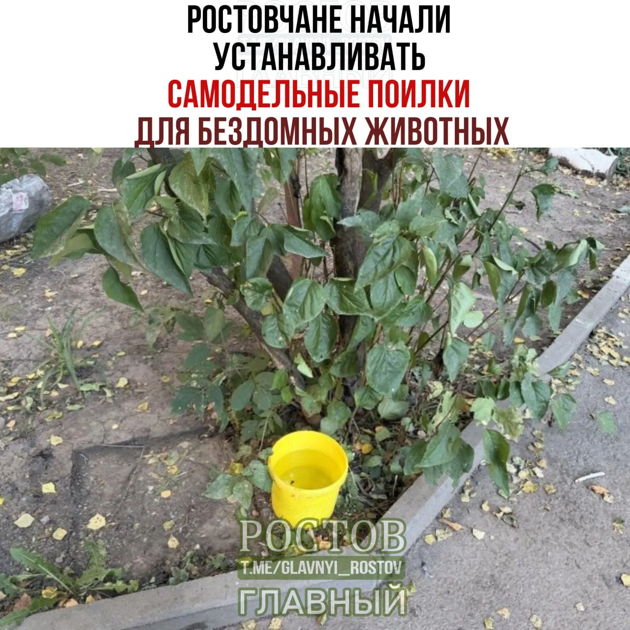 В разгар летних дней горожане устанавливают самодельные поилки во дворах, парках и у подъездов, чтобы поддержать животных, оказавшихся на улице.