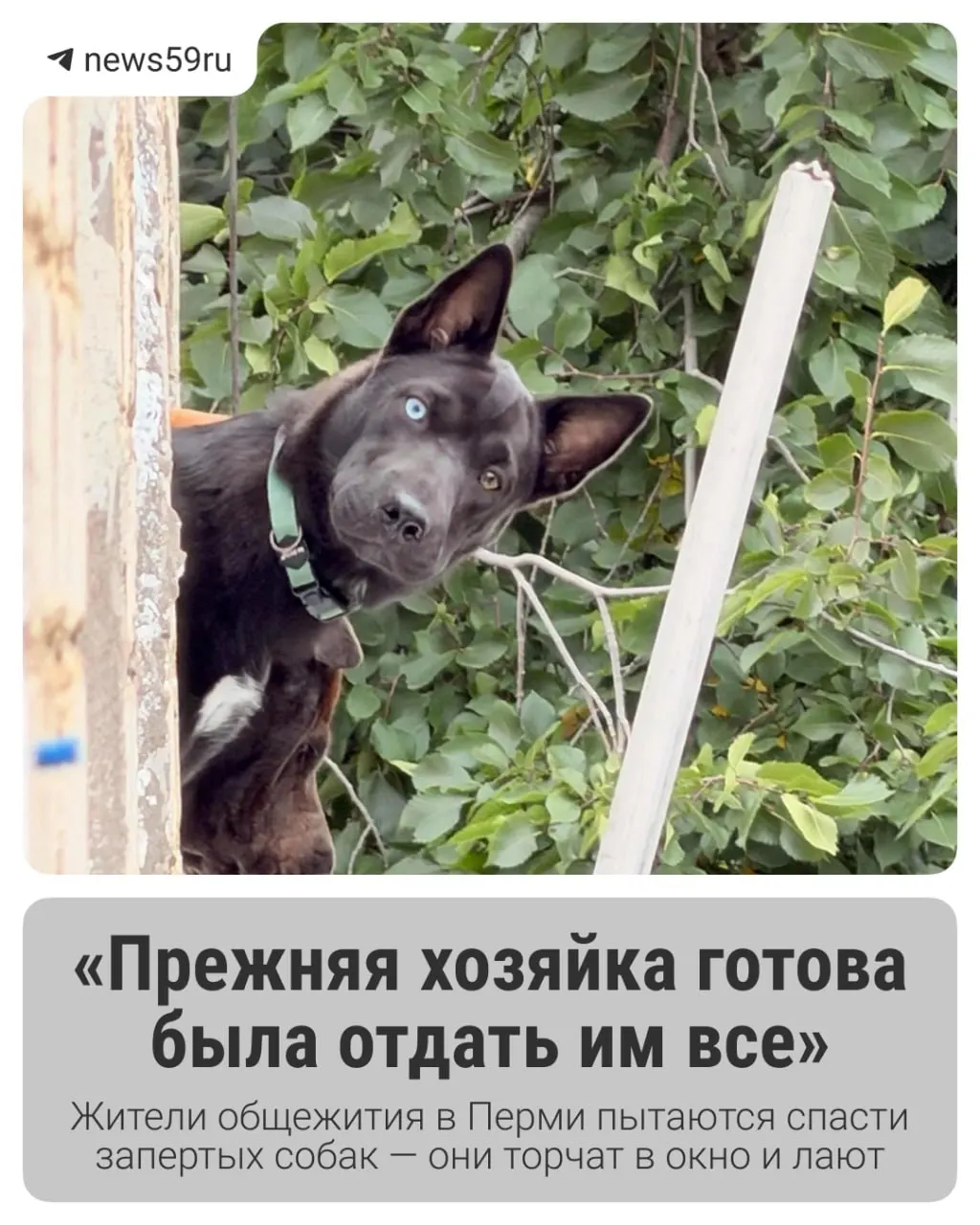 Три собаки оказались заперты в общежитии без пищи и воды; соседи требуют помощи.