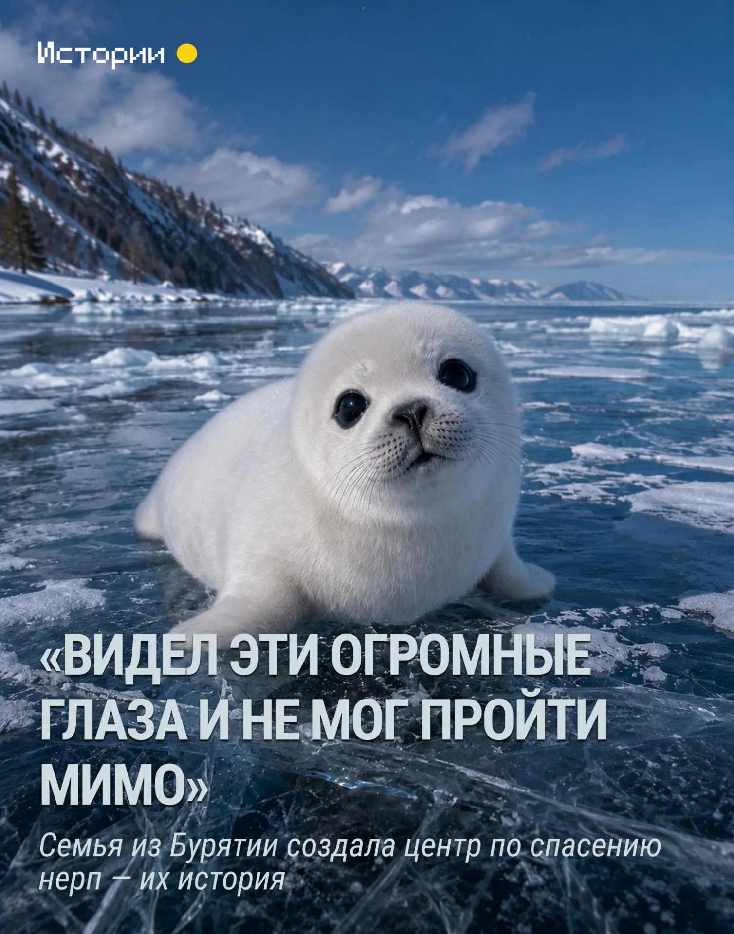 Семья основала центр спасения байкальской нерпы. За три года они спасли десятки нерпят, многие вернули в дикую природу.