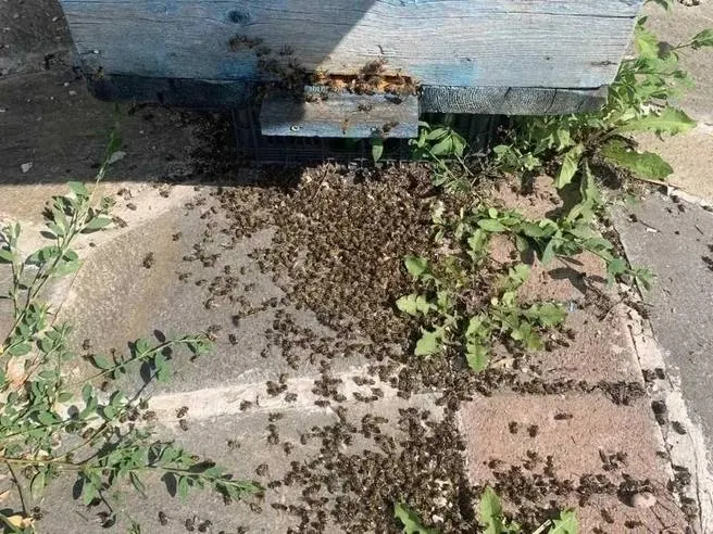 Проверка выявила применение опасных химикатов на полях без уведомления пасечников. По данным экспертов, гибель пчёл носит системный характер и связана с аграрной деятельностью.