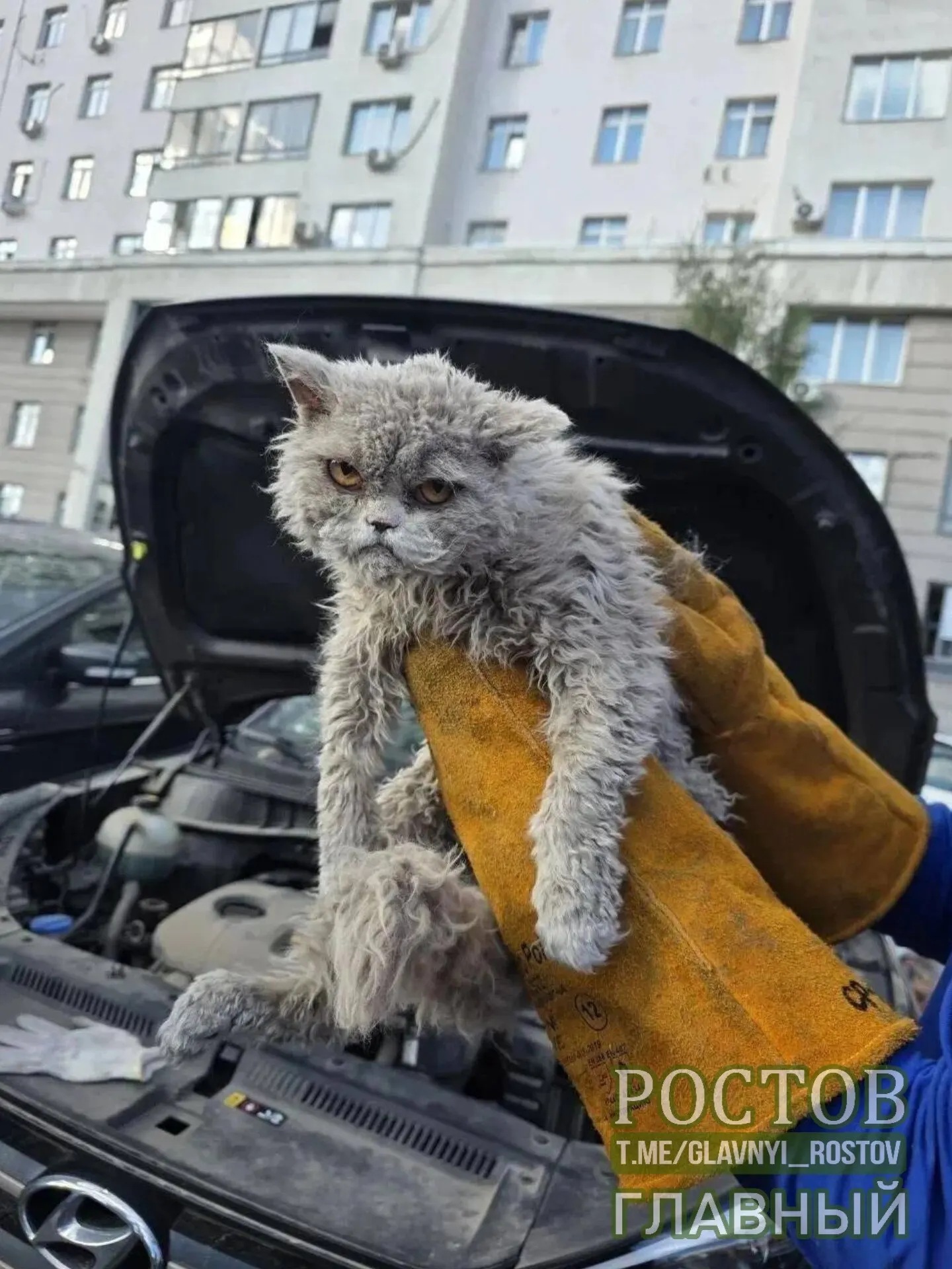 Пушистый кот застрял под капотом автомобиля и был спасен спасателями без травм.