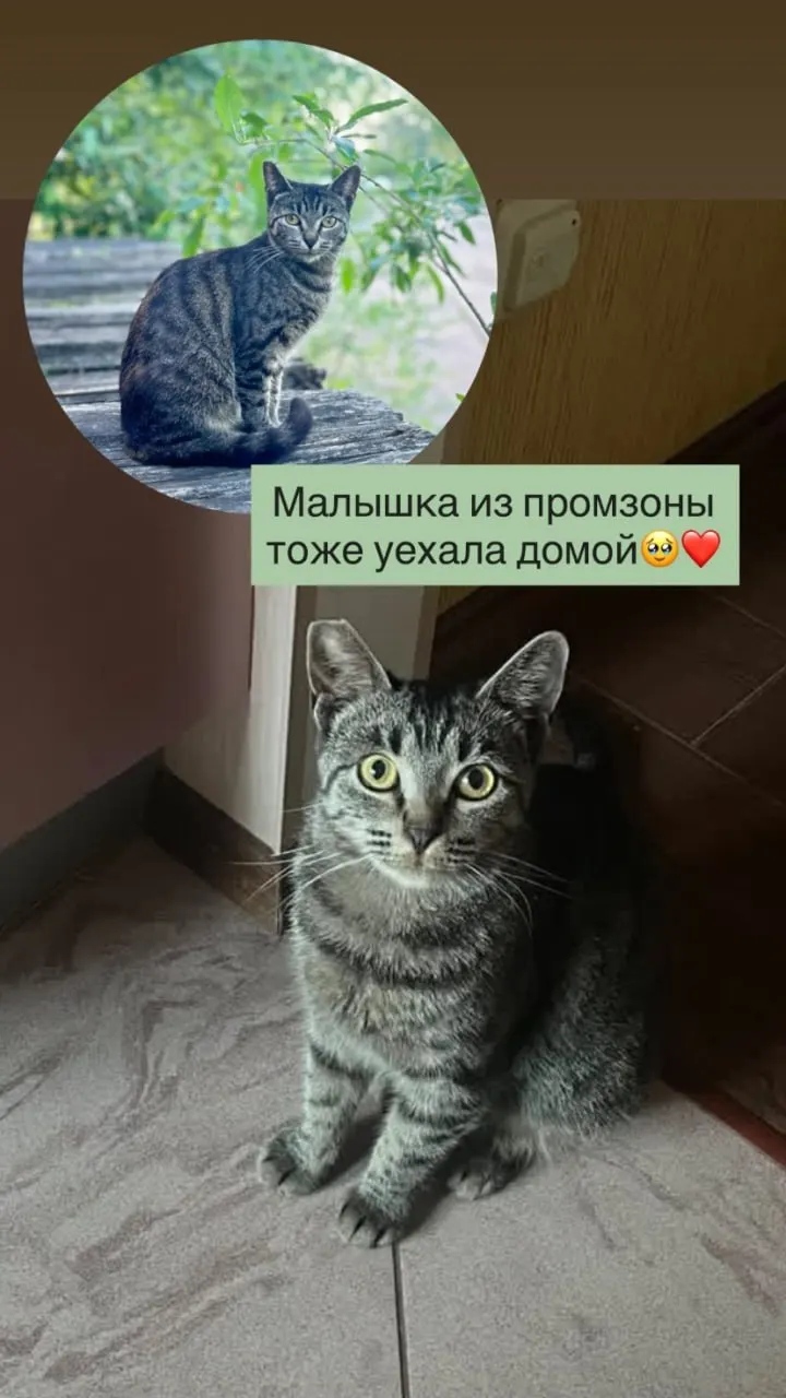 На участке на Софийской, 63, где с 1 августа планируют расчистку под жилой комплекс, волонтёры вывезли часть бездомных животных, но более десяти кошек, не идущих на контакт с людьми, продолжают жить на территории.