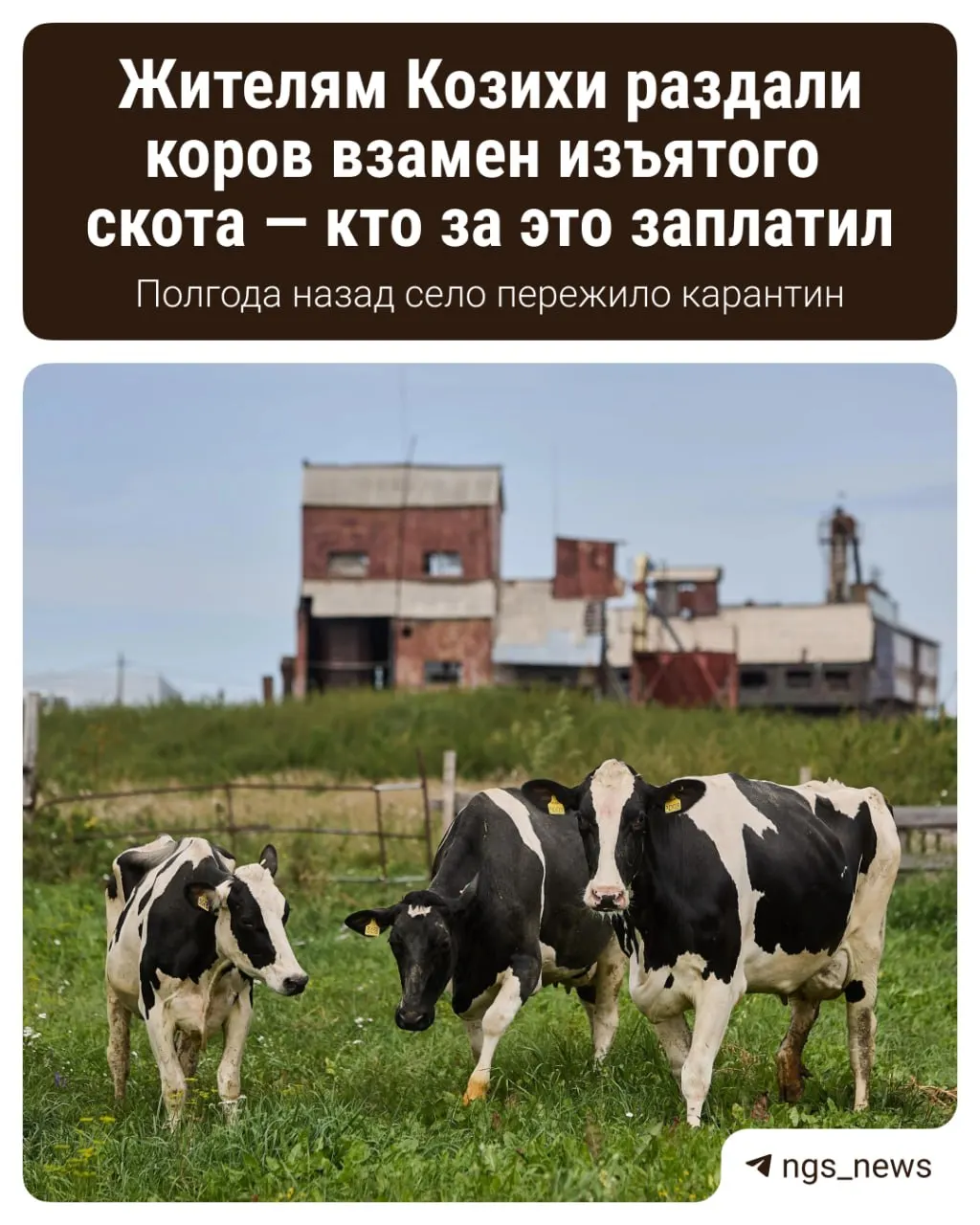 Двенадцати семьям выдали 28 животных в качестве компенсации за изъятый и уничтоженный в марте скот. Местные жители рассказывают, как изменилась их жизнь после карантина и появления новых коров.