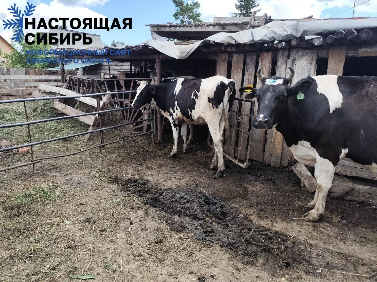 После подачи коллективного иска к властям региона первые поставки скота завершены: фонд Святой Елены оплачивает покупку 10 голов КРС каждому участнику, механика поддержки дорабатывается.