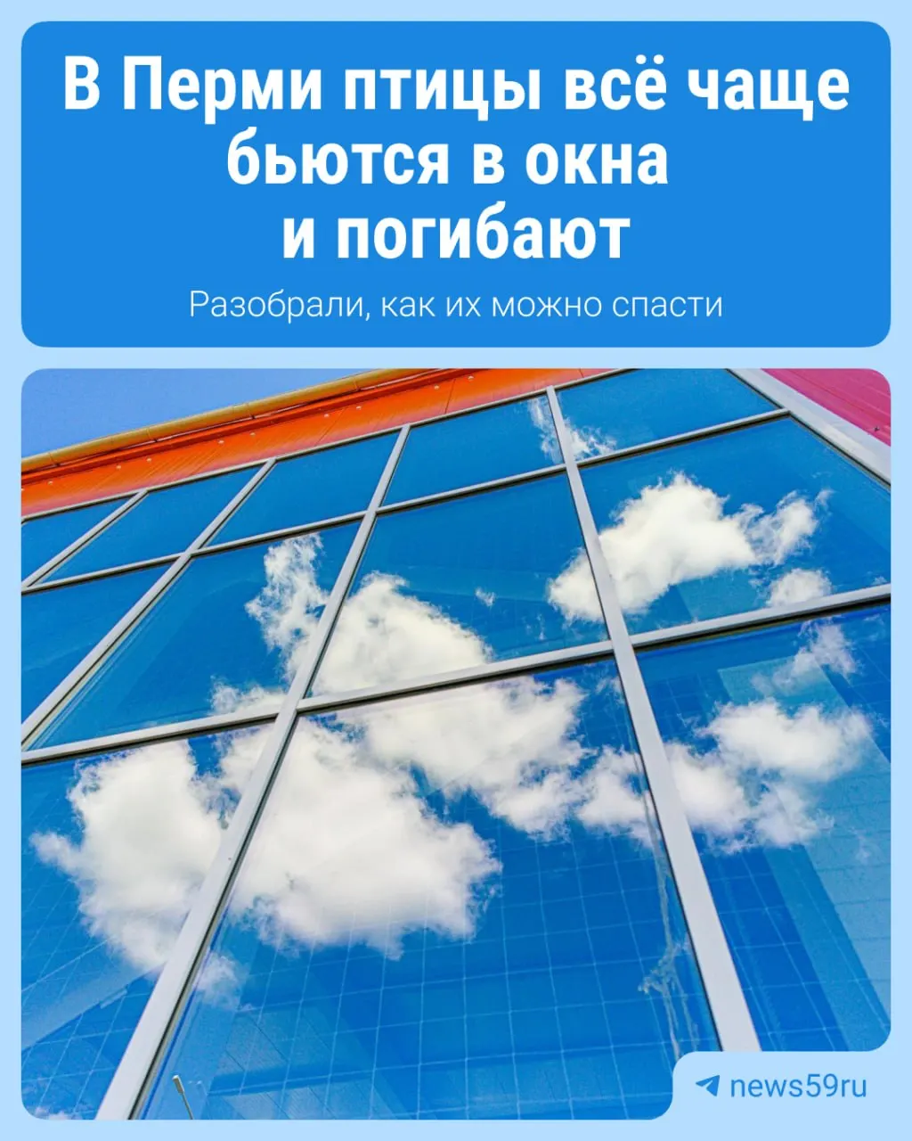 В Перми птицы всё чаще сталкиваются с панорамным остеклением зданий и домов. Специалисты объясняют причины и приводят способы помощи птицам.