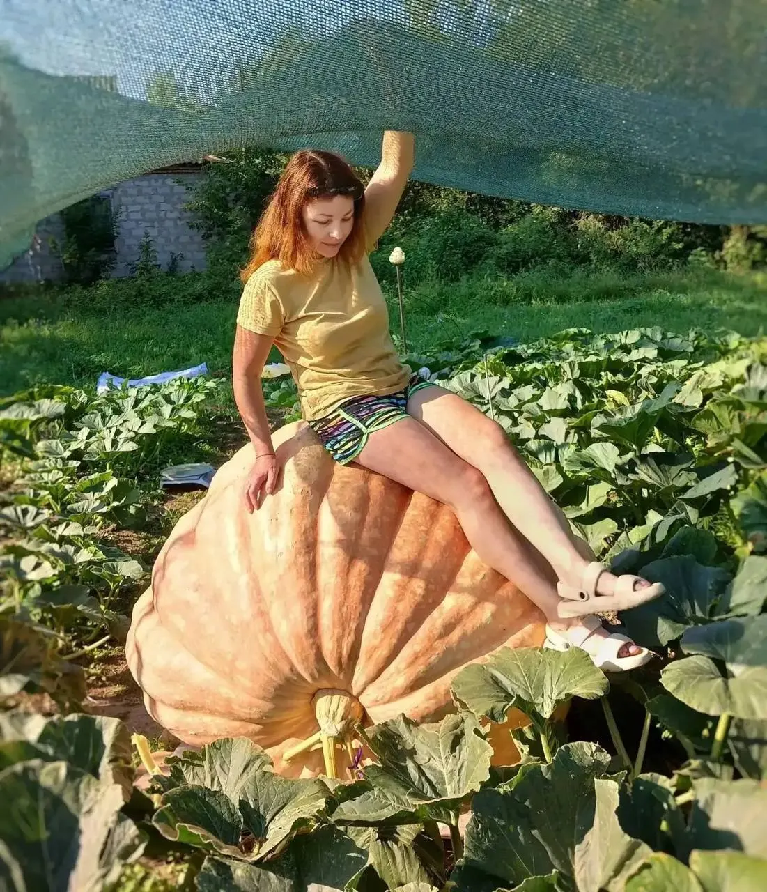 Мария Спасенова из Славянского района вырастила гигантскую тыкву весом 466 кг; плод треснул на грядке и не попал в конкурс.