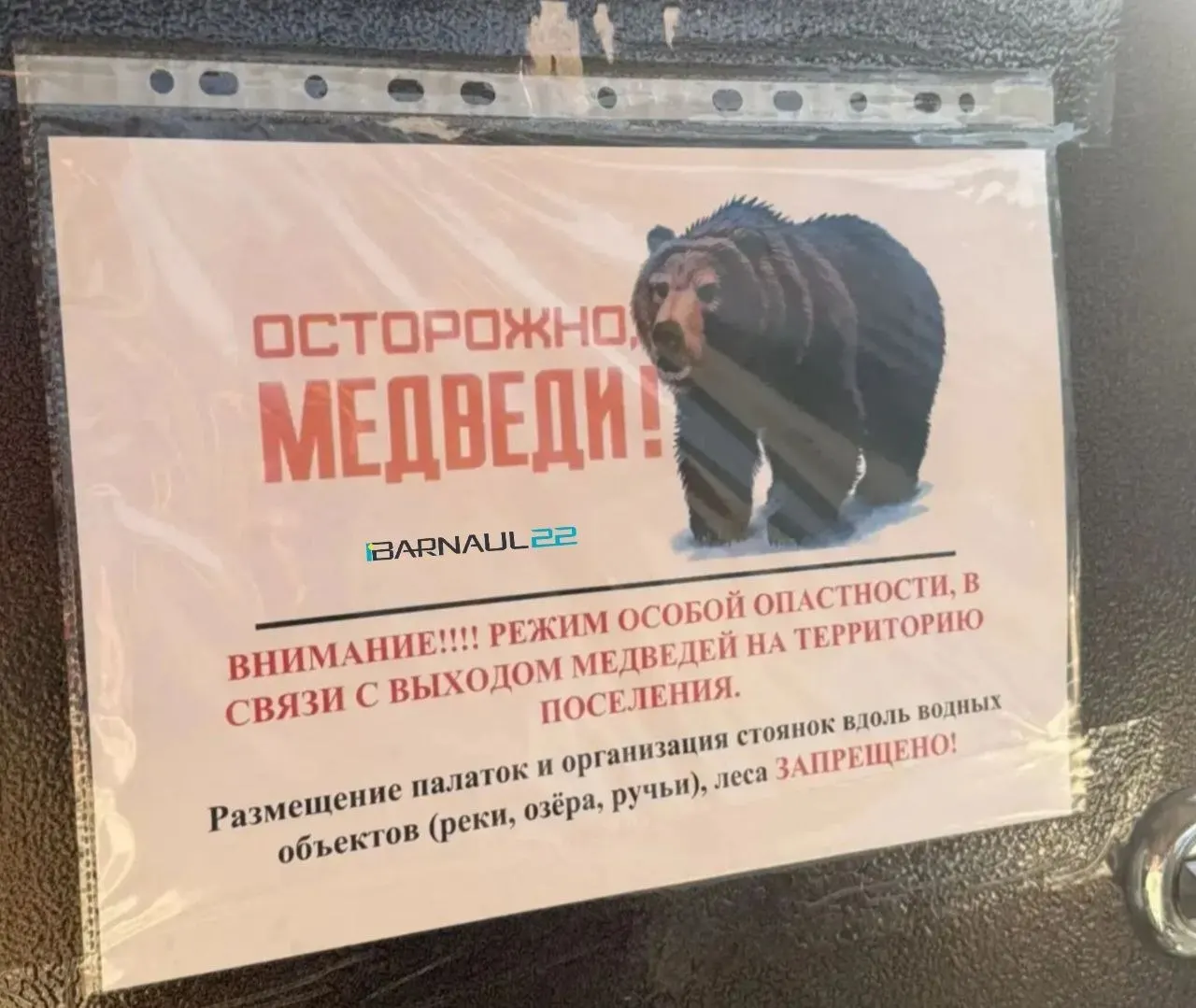 За сутки в Турочакском районе убиты пять медведей после нападений на людей; введён ночной запрет на выход из домов и усилены патрули.