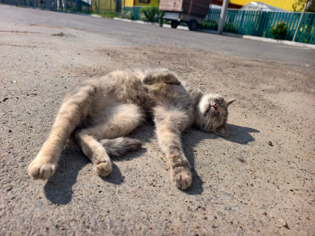 В городе Михайловке Волгоградской области объявили карантин после подозрения на бешенство у домашней кошки. Хозяева вывели животное на прогулку за пределы дома, и вскоре заметили тревожные изменения в его состоянии.