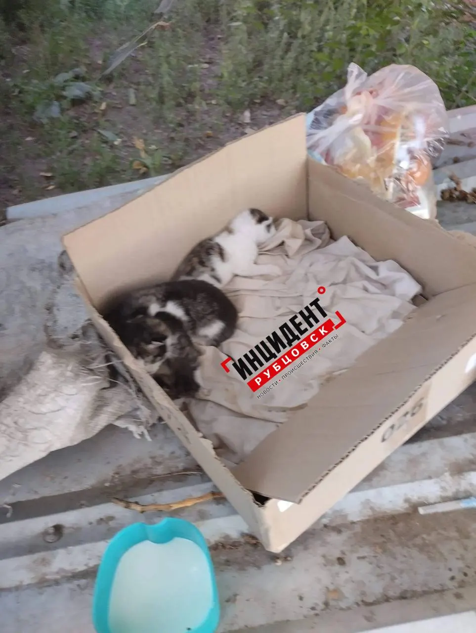 Местные жители нашли коробку с котятами; малыши ещё не видят. Пока неизвестна их дальнейшая судьба.