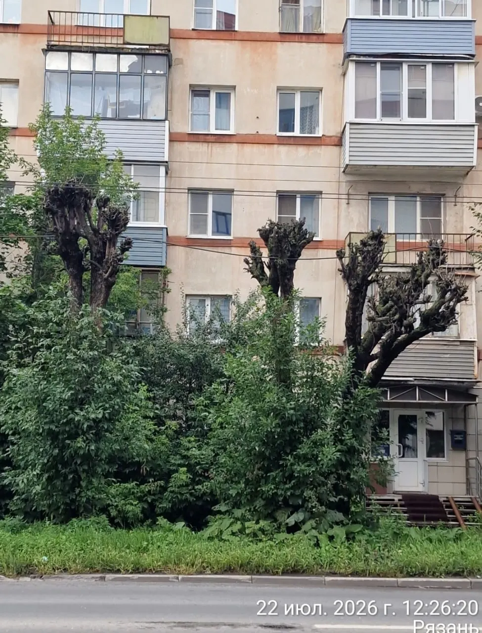 Активисты зафиксировали угрозу для городской зелени после подозрительной обрезки и потребовали наказать виновных и возместить экологический ущерб.