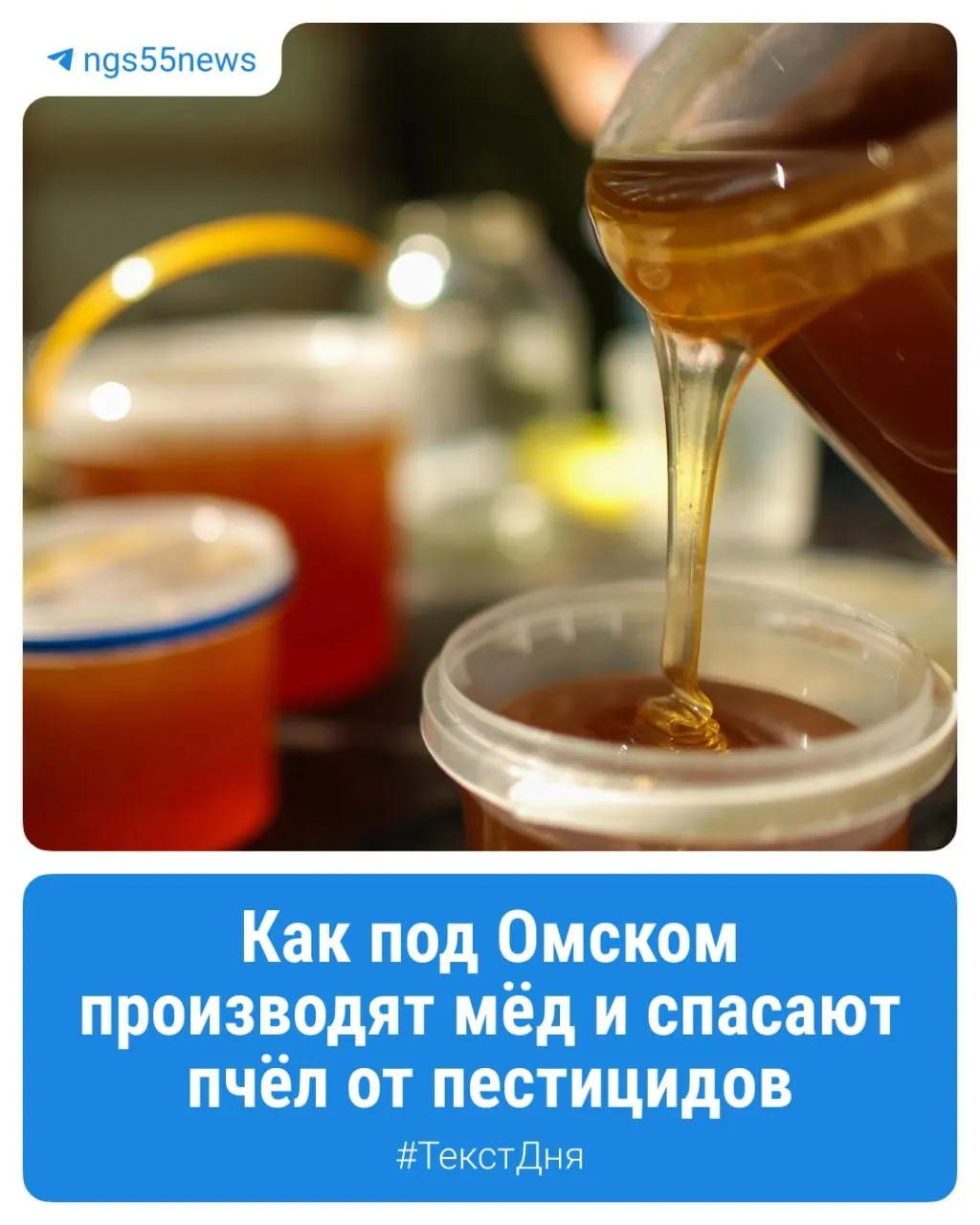 Далёкая пасека под Калачинском — как поля, обработанные химией, становятся главной угрозой для ульев и что происходит на краю лесов