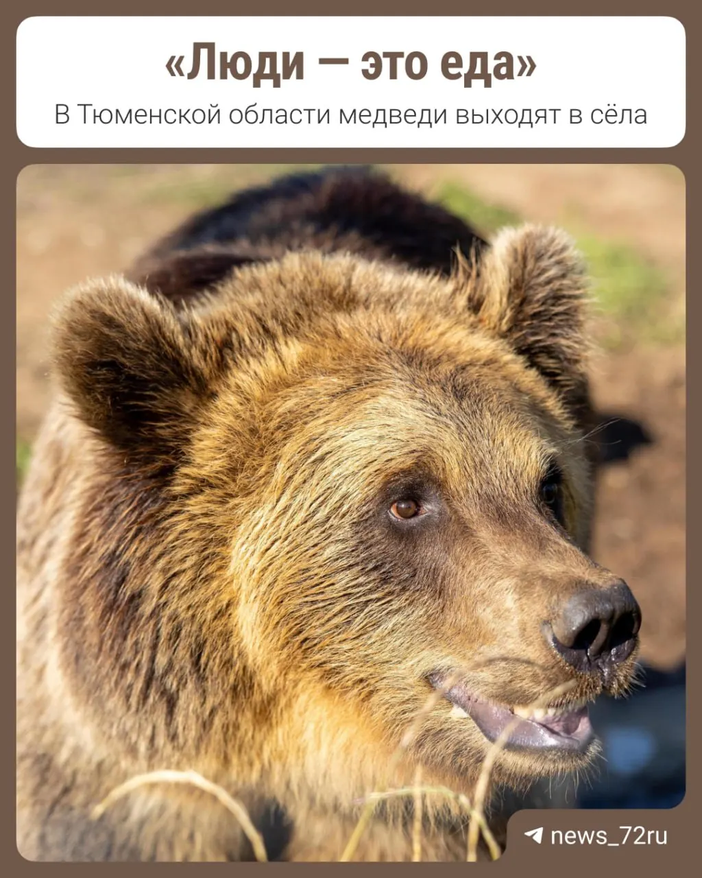 Бурые медведи выходят к населённым пунктам региона, особенно в Уватском округе. Жители Туртаса фиксируют наблюдения. Разбираемся в причинах явления и мерах безопасности.