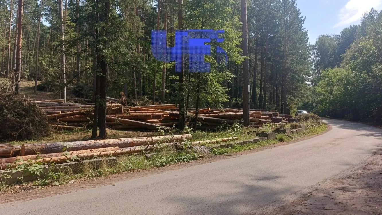 На побережье озера Тургояк зафиксирована вырубка векового леса. Очевидцы опубликовали кадры гибели десятков деревьев, многие из которых выглядели здоровыми.