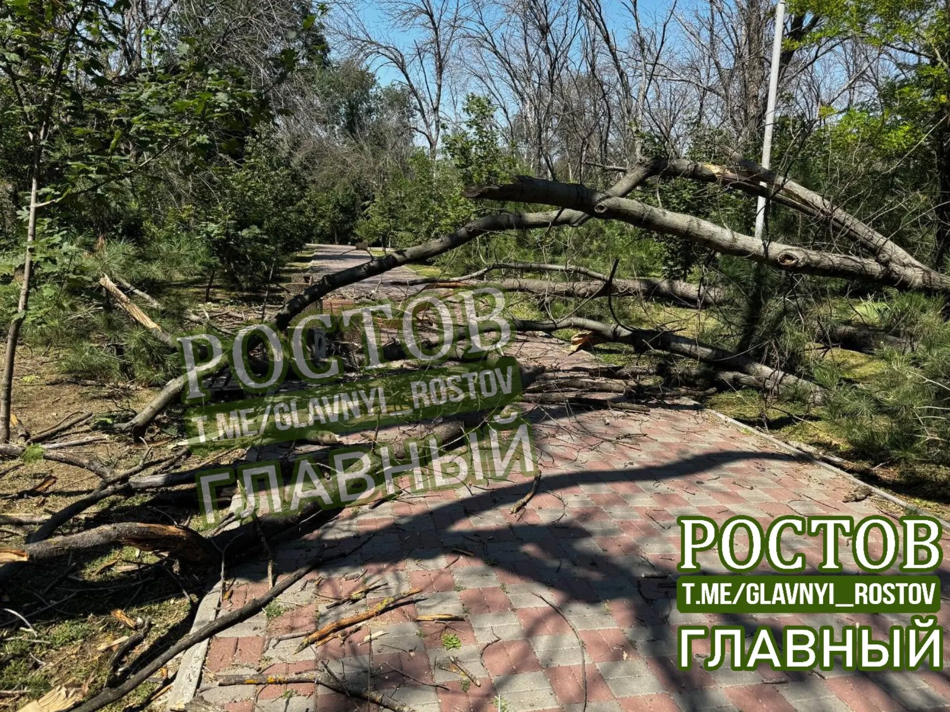 В Ростове-на-Дону в парке имени Чуковского упало дерево. Пострадавших нет.