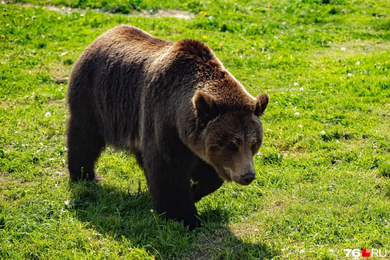 Жители Кузбасса призывают не выходить в лес из‑за агрессивных медведей; животные всё чаще появляются на туристических тропах и в населённых пунктах региона.