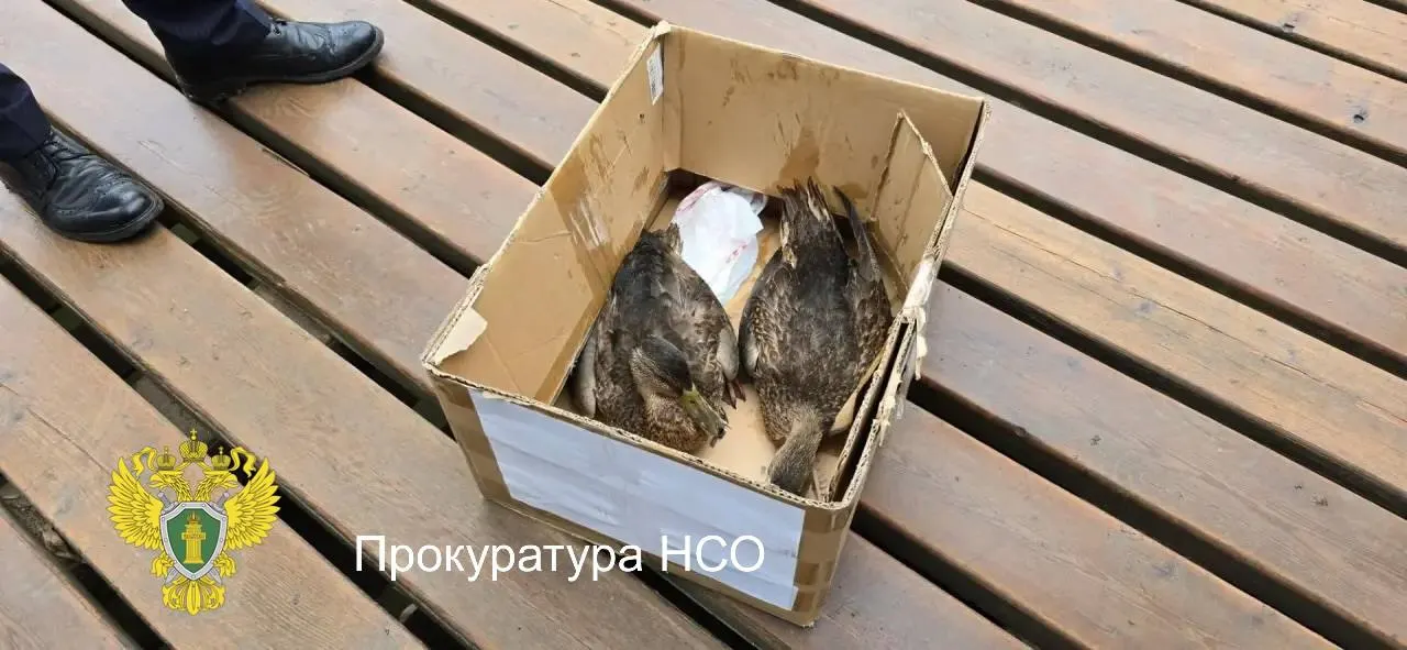 Прокуратура региона проводит проверку после гибели уток в парке Каменка. Погибшие птицы направлены на экспертизу; по итогам будут приняты меры прокурорского реагирования.