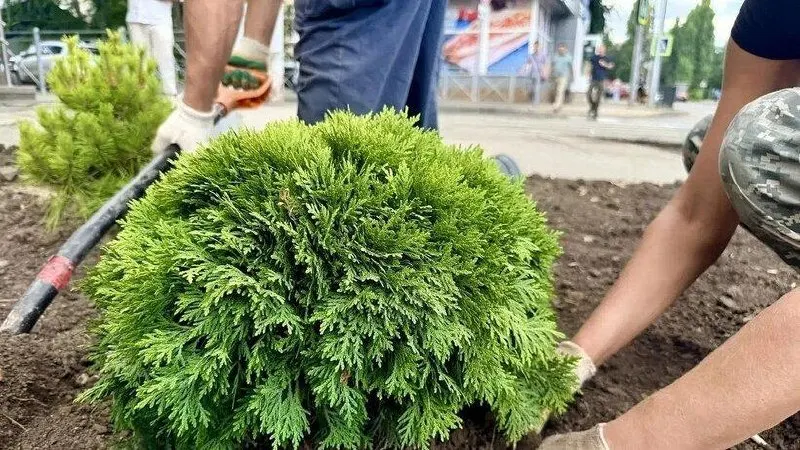В Саратове у городского парка на 2-й Садовой начнется масштабное озеленение: запланирована высадка сотни деревьев, в том числе дубов, и создание декоративных зон с тысячами кустарников.