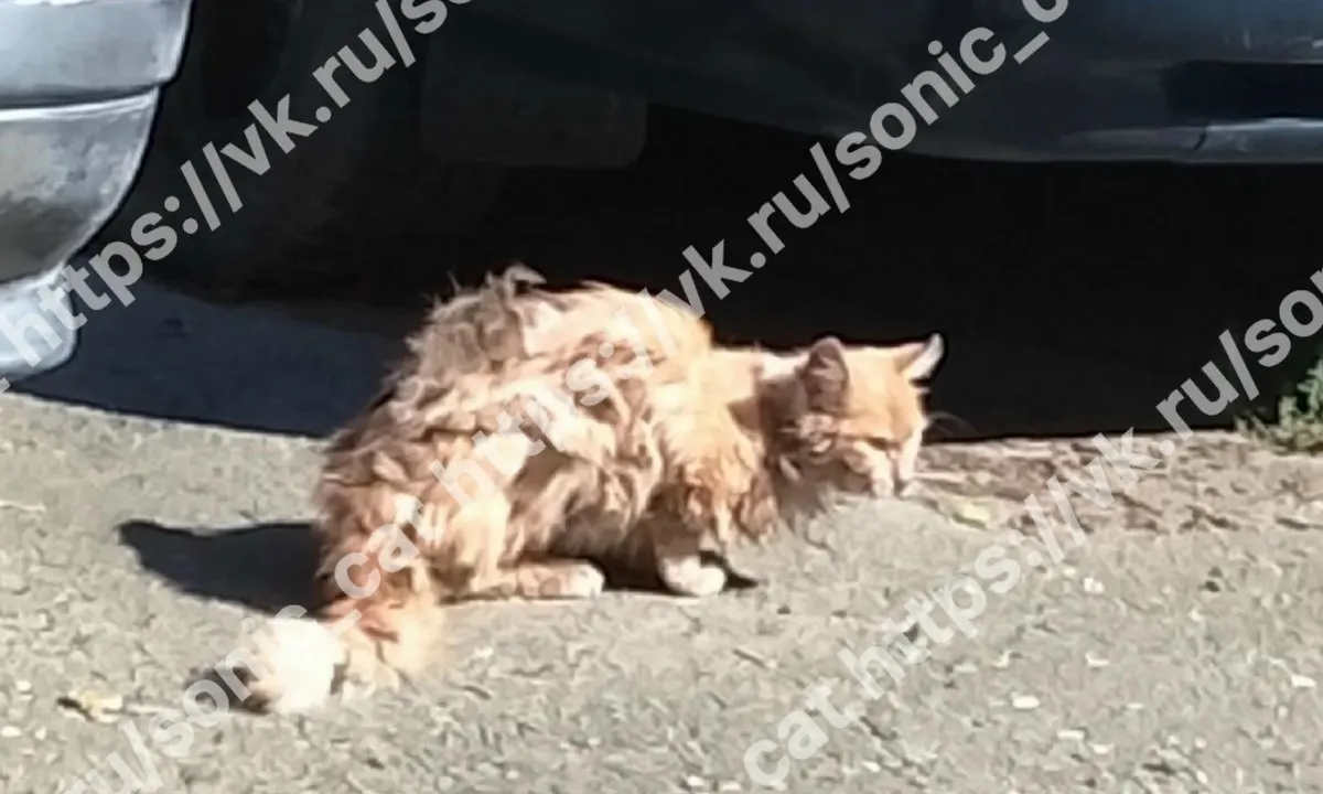 Уличный кот был забросан камнями ради забавы и сейчас нуждается в медицинской помощи.