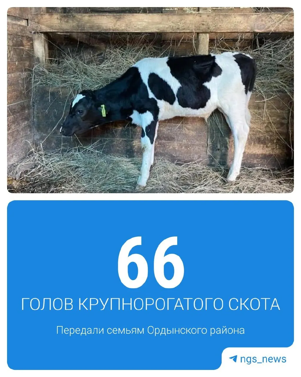 Регион начинает процесс восстановления поголовья скота: животные переданы семьям в Ордынском районе, предусмотрена компенсация в размере 50% от стоимости новых животных.