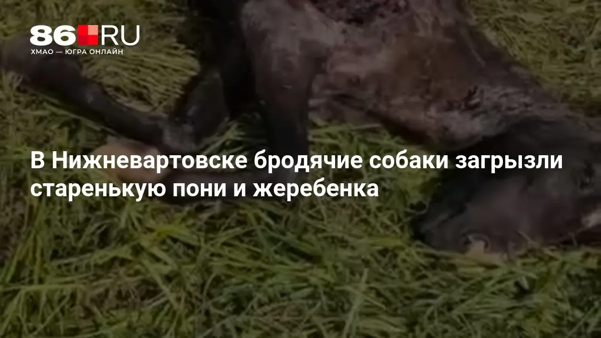 Это не первый случай нападения стаи на домашних животных в регионе.