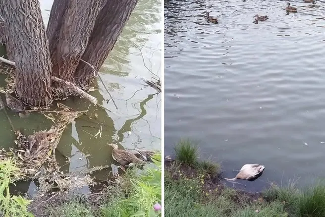 Горожане заметили погибших птиц; начаты пробы воды, обсуждают влияние кормления хлебом.