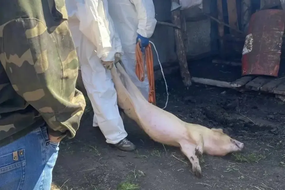 В регионе введены санитарные посты, проводится ликвидация поголовья свиней и выплату компенсаций, что вызывает беспокойство среди сельхозпроизводителей и местной экономики.