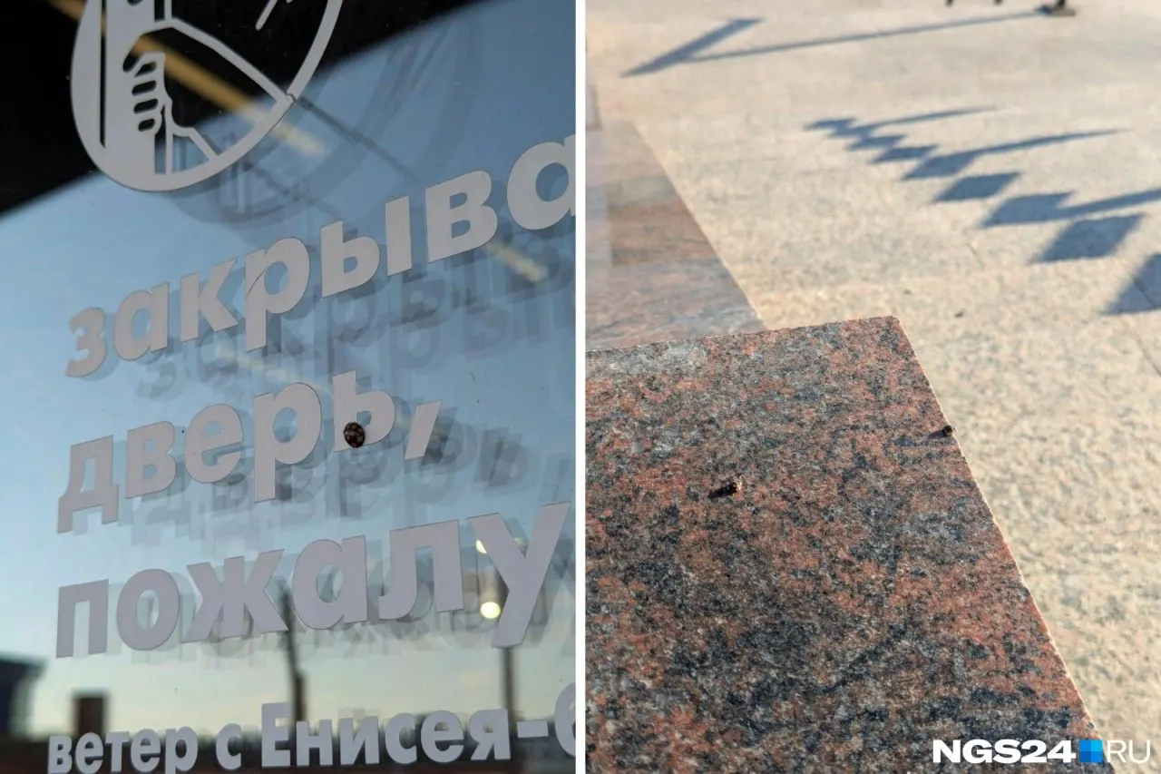 Безвредные насекомые массово появляются в природе и иногда попадают в жилые помещения; с наступлением холода они ищут укрытия, а эксперты советуют заделывать щели и устанавливать сетки.
