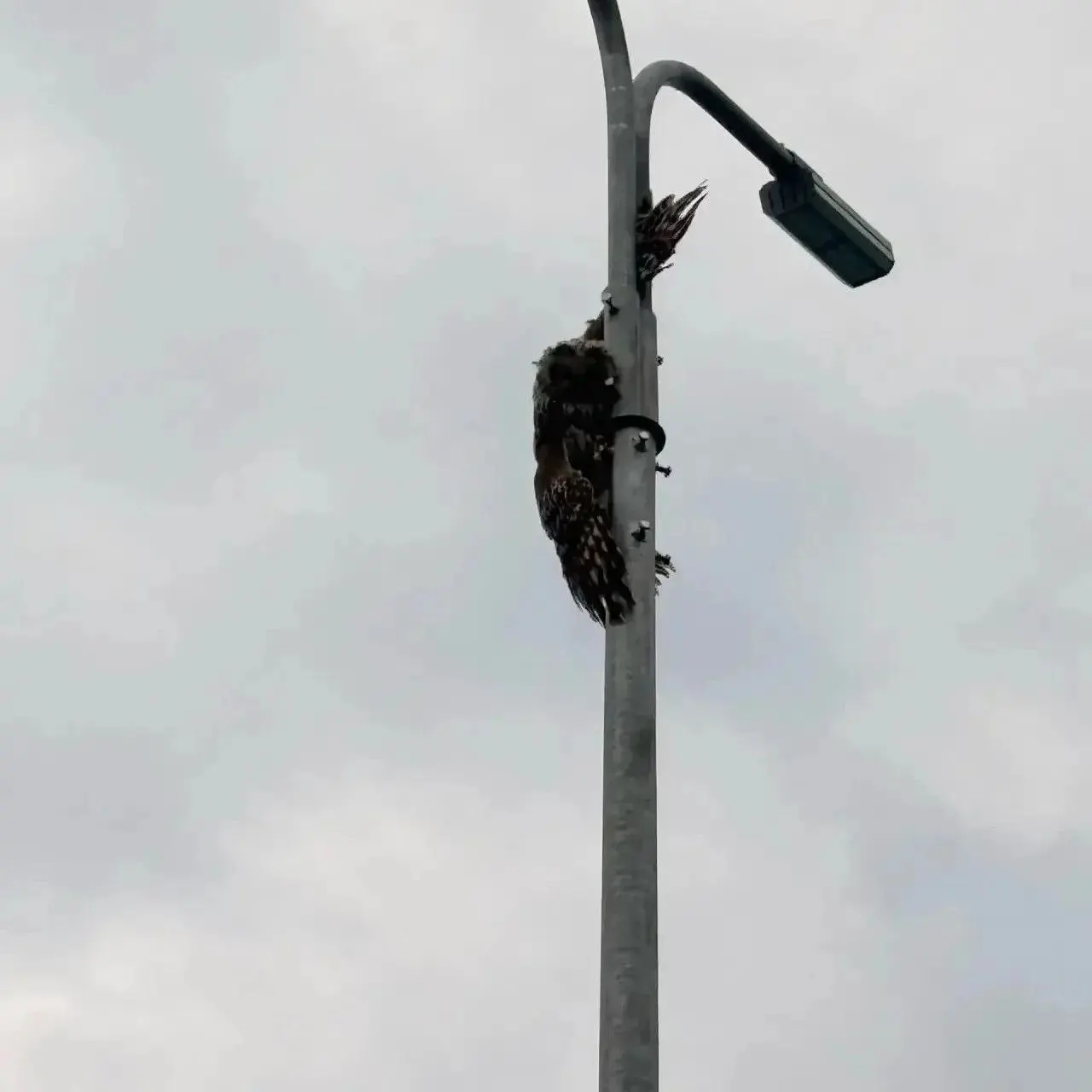Сова застряла крылом между двумя фонарями на одной опоре; спасателям удалось освободить её, после чего птицу направят в приют для птиц.