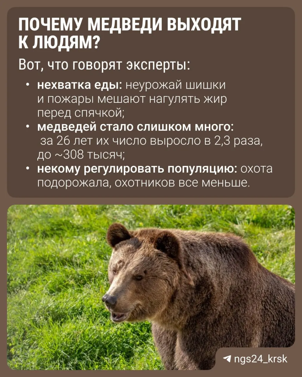 За год медведи чаще выходят к людям по всей стране. В Красноярском крае зафиксировано наибольшее число происшествий. Соблюдайте осторожность в лесу и не оставляйте мусор.