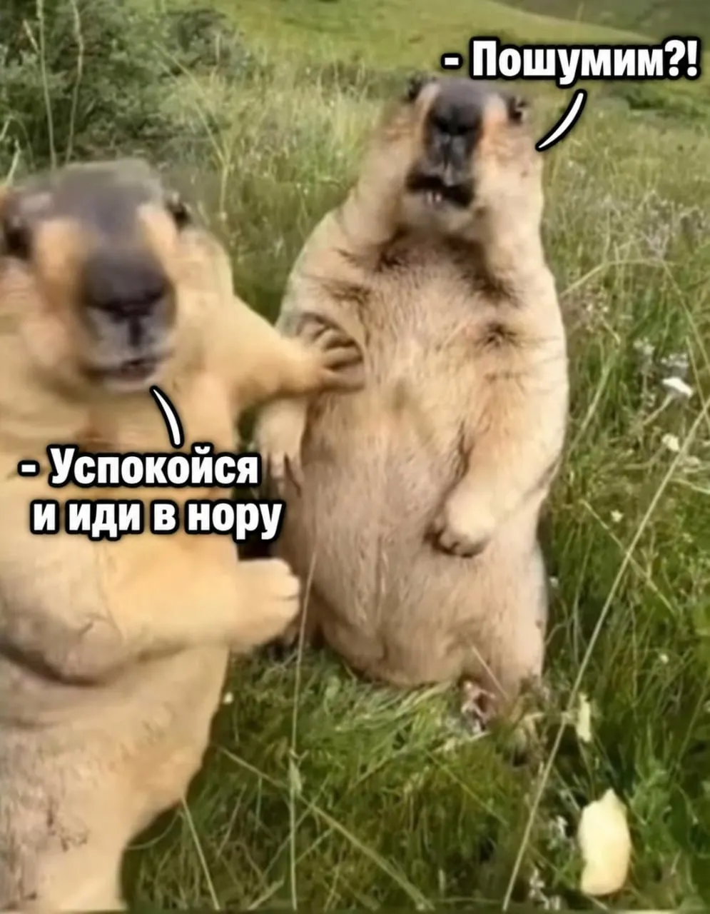 Сурки заняли норы и заснули до весны; власти призывают не шуметь возле их жилищ.