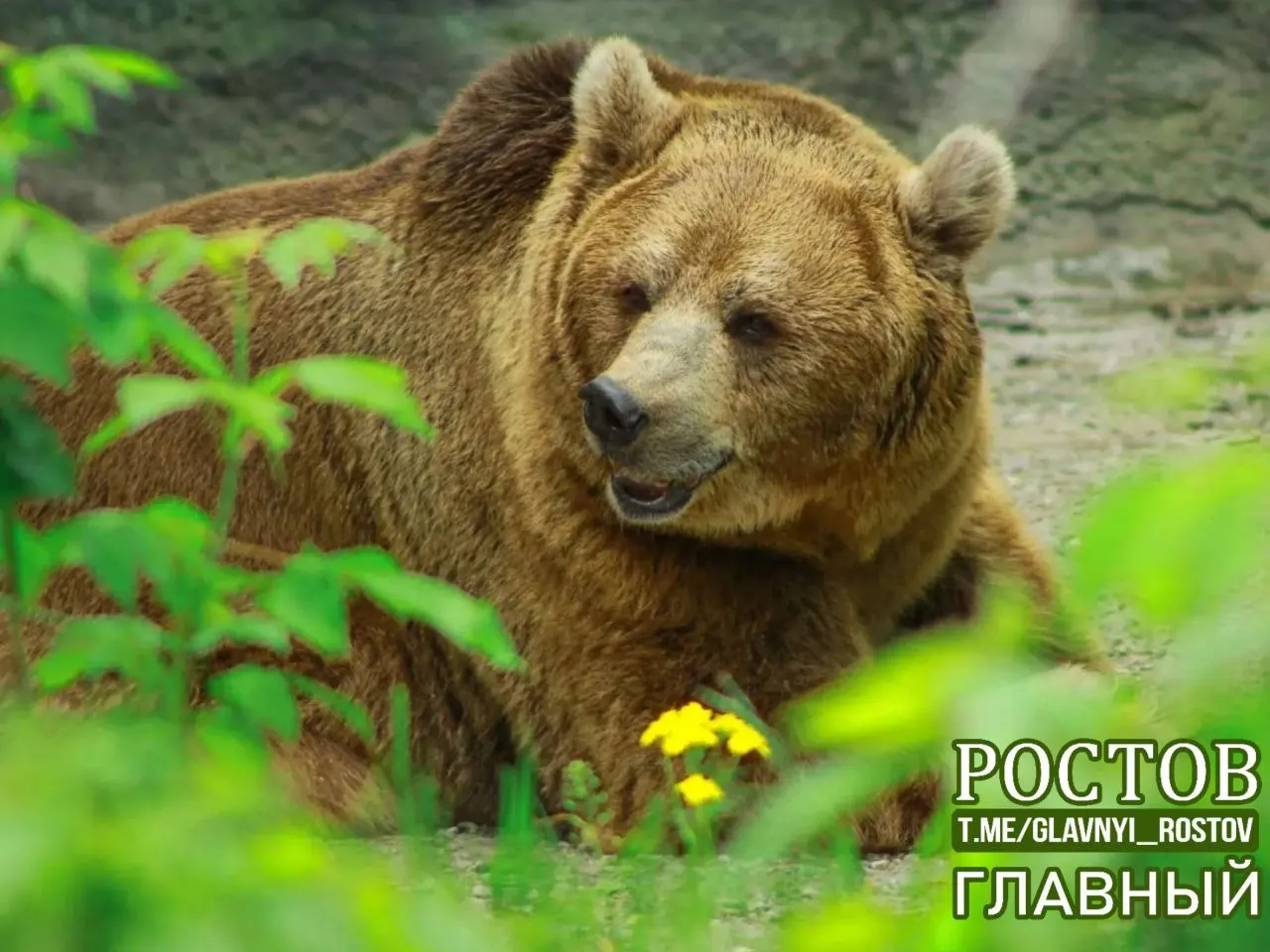 Два зверя, прибывшие из цирков, умерли в ростовском зоопарке; выясняются обстоятельства.