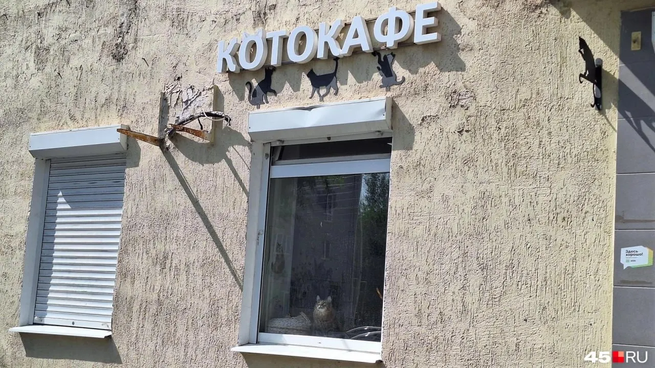 Кафе, где посетители платят за время пребывания и общаются с котами, продаётся вместе со всем оборудованием.
