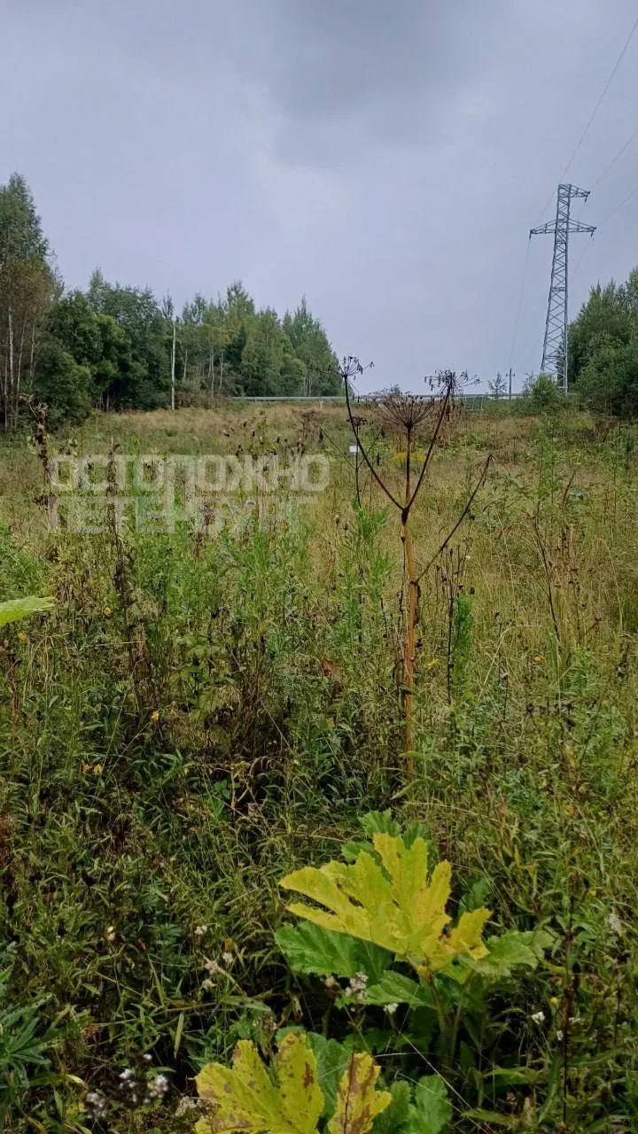 Жители Лужского района сообщают об активном росте борщевика: заросли встречаются в лесах, на полях и вдоль трасс. В деревнях Сокольники, Борщово и Оредеж ситуацию считают особенно тревожной.