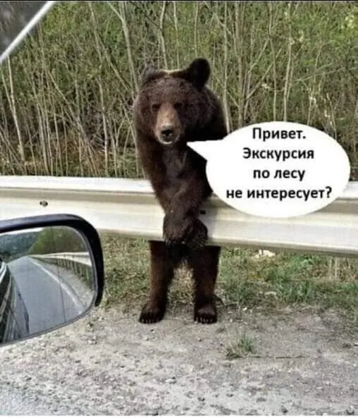 Редкость голодных медведей-шатуны в регионе объясняют специалистами: звери чаще тревожатся людьми во время спячки, сами редко просыпаются. Наблюдается усиленная активность животных по отношению к населённым территориям на фоне дефицита пищи.