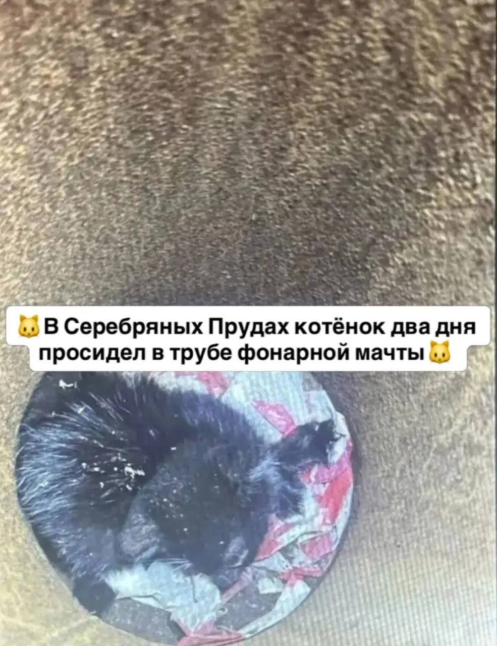 Котёнок застрял в трубе фонарного столба на глубине около 1,5 метра в Серебряных Прудах; спасение осуществили с помощью строительного пылесоса.