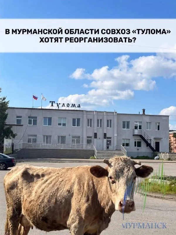 Сельхозпредприятие «Тулома» сталкивается с проблемами кормов и финансовой поддержкой; рассматривается реорганизация и перераспределение активов.