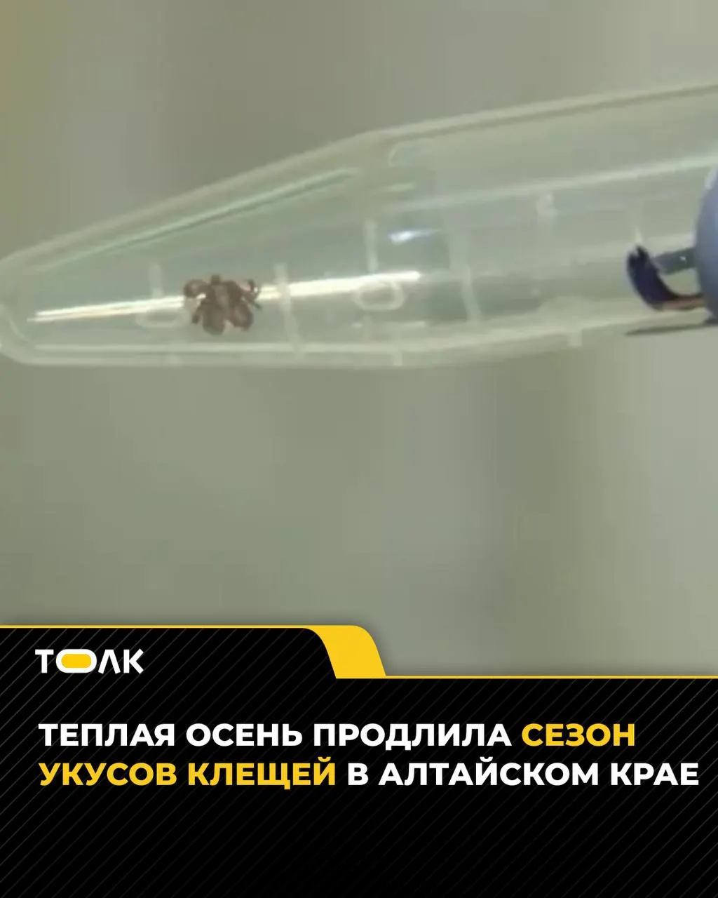 С начала сезона в медицинские организации обратились 7,3 тысячи жителей Алтайского края. За последнюю неделю зафиксировано 78 новых случаев. Врачи призывают соблюдать осторожность в лесопарковых зонах и на дачных участках. У 16,7% клещей регистрируется боррелиоз, у 4% — вирус клещевого энцефалита.