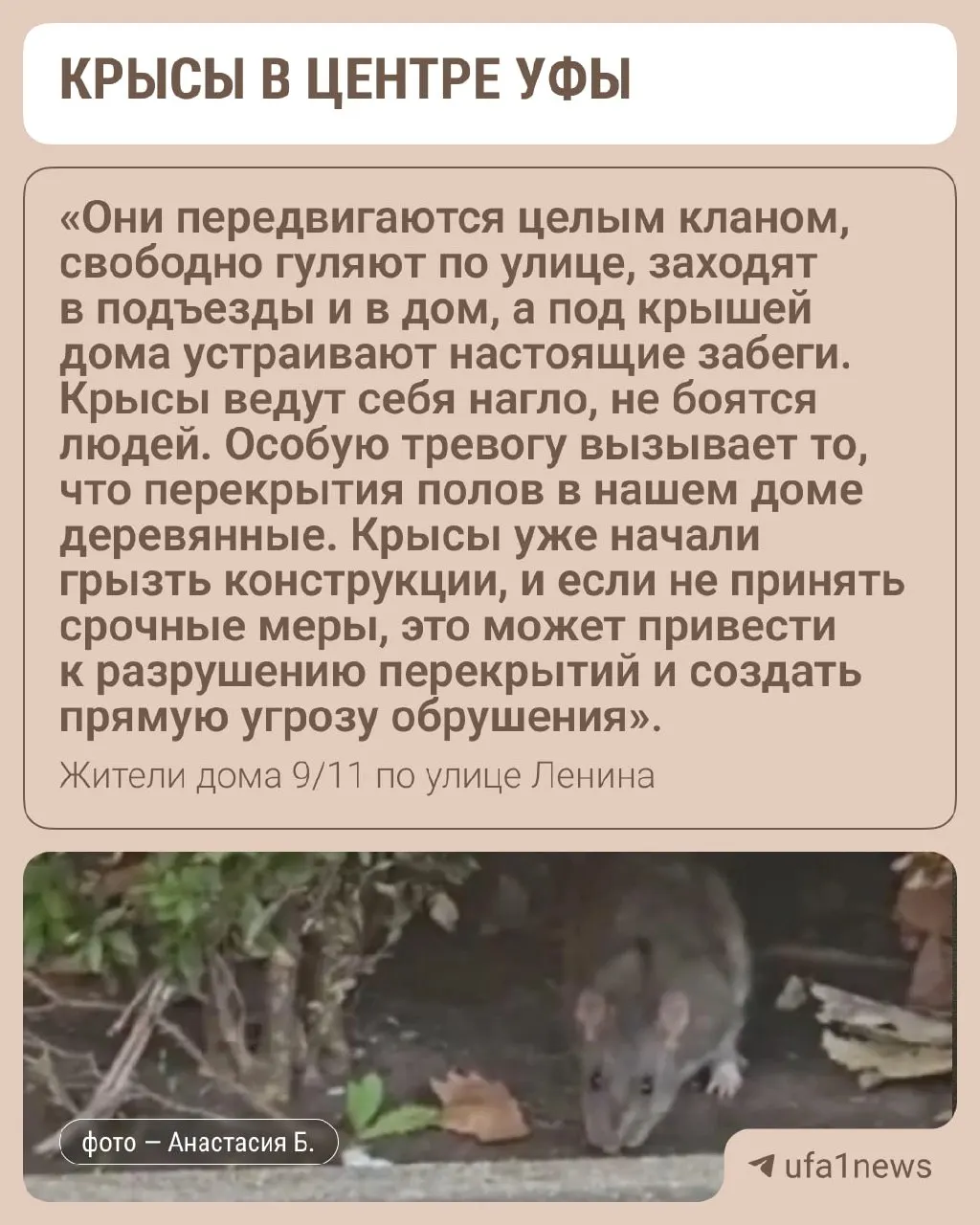 Жильцы дома по улице Ленина, 9/11 сообщают о нашествии крыс: помойку не вывозят, грызуны заходят в подъезды и несут риск болезней.