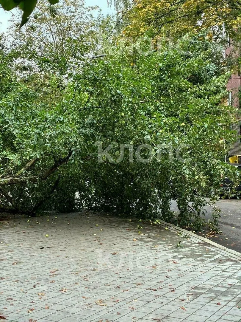 Дерево упало ночью, перекрыв тротуар и проход к зоопарку; на месте работают службы по уборке и распилу.
